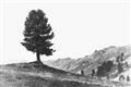 Picture of Tree on a Hill _GroupedProduct_Rectangle_Landscape_Photography _GroupedProduct_Rectangle_Landscape_Unframed_Print_Only_