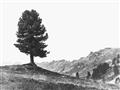 Picture of Tree on a Hill _GroupedProduct_Rectangle_Landscape_Photography _GroupedProduct_Rectangle_Landscape_Unframed_Print_Only_