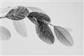 Picture of Spring Dew Leaves _GroupedProduct_Rectangle_Landscape_Photography _GroupedProduct_Rectangle_Landscape_Unframed_Print_Only_