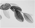 Picture of Spring Dew Leaves _GroupedProduct_Rectangle_Landscape_Photography _GroupedProduct_Rectangle_Landscape_Unframed_Print_Only_
