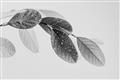 Picture of Spring Dew Leaves _GroupedProduct_Rectangle_Landscape_Photography _GroupedProduct_Rectangle_Landscape_Unframed_Print_Only_