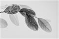 Picture of Spring Dew Leaves _GroupedProduct_Rectangle_Landscape_Photography _GroupedProduct_Rectangle_Landscape_Unframed_Print_Only_