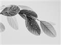 Picture of Spring Dew Leaves _GroupedProduct_Rectangle_Landscape_Photography _GroupedProduct_Rectangle_Landscape_Unframed_Print_Only_