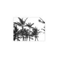 Picture of Cali Palms Sepia Collection _GroupedProduct_Rectangle_Landscape_Photography _GroupedProduct_Rectangle_Landscape_Unframed_Print_Only_