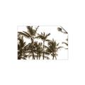 Picture of Cali Palms Sepia Collection _GroupedProduct_Rectangle_Landscape_Photography _GroupedProduct_Rectangle_Landscape_Unframed_Print_Only_