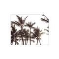 Picture of Cali Palms Sepia Collection _GroupedProduct_Rectangle_Landscape_Photography _GroupedProduct_Rectangle_Landscape_Unframed_Print_Only_