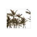 Picture of Cali Palms Sepia Collection _GroupedProduct_Rectangle_Landscape_Photography _GroupedProduct_Rectangle_Landscape_Unframed_Print_Only_
