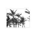 Picture of Cali Palms Sepia Collection _GroupedProduct_Rectangle_Landscape_Photography _GroupedProduct_Rectangle_Landscape_Unframed_Print_Only_