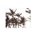 Picture of Cali Palms Sepia Collection _GroupedProduct_Rectangle_Landscape_Photography _GroupedProduct_Rectangle_Landscape_Unframed_Print_Only_