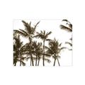 Picture of Cali Palms Sepia Collection _GroupedProduct_Rectangle_Landscape_Photography _GroupedProduct_Rectangle_Landscape_Unframed_Print_Only_