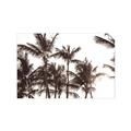 Picture of Cali Palms Sepia Collection _GroupedProduct_Rectangle_Landscape_Photography _GroupedProduct_Rectangle_Landscape_Unframed_Print_Only_