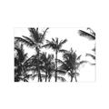 Picture of Cali Palms Sepia Collection _GroupedProduct_Rectangle_Landscape_Photography _GroupedProduct_Rectangle_Landscape_Unframed_Print_Only_