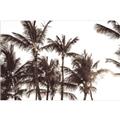 Picture of Cali Palms Sepia Collection _GroupedProduct_Rectangle_Landscape_Photography _GroupedProduct_Rectangle_Landscape_Unframed_Print_Only_