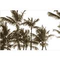 Picture of Cali Palms Sepia Collection _GroupedProduct_Rectangle_Landscape_Photography _GroupedProduct_Rectangle_Landscape_Unframed_Print_Only_