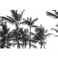 Picture of Cali Palms Sepia Collection _GroupedProduct_Rectangle_Landscape_Photography _GroupedProduct_Rectangle_Landscape_Unframed_Print_Only_