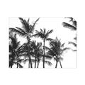 Picture of Cali Palms Sepia Collection _GroupedProduct_Rectangle_Landscape_Photography _GroupedProduct_Rectangle_Landscape_Unframed_Print_Only_