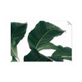 Picture of Plant Bliss _GroupedProduct_Rectangle_Landscape_Photography _GroupedProduct_Rectangle_Landscape_Unframed_Print_Only_