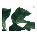 Picture of Plant Bliss _GroupedProduct_Rectangle_Landscape_Photography _GroupedProduct_Rectangle_Landscape_Unframed_Print_Only_