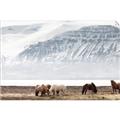 Picture of Wild Horses _GroupedProduct_Rectangle_Landscape_Photography _GroupedProduct_Rectangle_Landscape_Unframed_Print_Only_