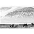 Picture of Wild Horses _GroupedProduct_Rectangle_Landscape_Photography _GroupedProduct_Rectangle_Landscape_Unframed_Print_Only_