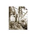Picture of Greenhouse Serenity  _GroupedProduct_Rectangle_Portrait_Photography _GroupedProduct_Rectangle_Portrait_Unframed_Print_Only_