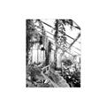 Picture of Greenhouse Serenity  _GroupedProduct_Rectangle_Portrait_Photography _GroupedProduct_Rectangle_Portrait_Unframed_Print_Only_