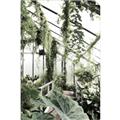 Picture of Greenhouse Serenity  _GroupedProduct_Rectangle_Portrait_Photography _GroupedProduct_Rectangle_Portrait_Unframed_Print_Only_