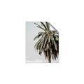 Picture of Canary Palm _GroupedProduct_Rectangle_Portrait_Photography _GroupedProduct_Rectangle_Portrait_Unframed_Print_Only_