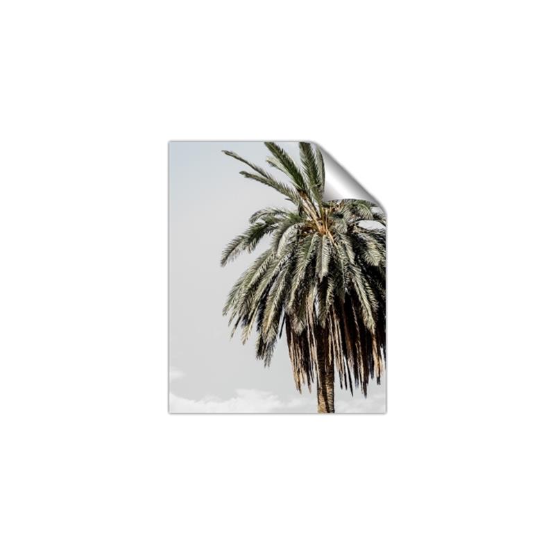 Picture of Canary Palm _GroupedProduct_Rectangle_Portrait_Photography _GroupedProduct_Rectangle_Portrait_Unframed_Print_Only_