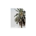 Picture of Canary Palm _GroupedProduct_Rectangle_Portrait_Photography _GroupedProduct_Rectangle_Portrait_Unframed_Print_Only_