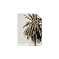 Picture of Canary Palm _GroupedProduct_Rectangle_Portrait_Photography _GroupedProduct_Rectangle_Portrait_Unframed_Print_Only_