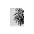 Picture of Canary Palm _GroupedProduct_Rectangle_Portrait_Photography _GroupedProduct_Rectangle_Portrait_Unframed_Print_Only_