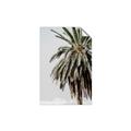 Picture of Canary Palm _GroupedProduct_Rectangle_Portrait_Photography _GroupedProduct_Rectangle_Portrait_Unframed_Print_Only_