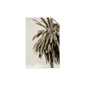 Picture of Canary Palm _GroupedProduct_Rectangle_Portrait_Photography _GroupedProduct_Rectangle_Portrait_Unframed_Print_Only_