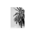 Picture of Canary Palm _GroupedProduct_Rectangle_Portrait_Photography _GroupedProduct_Rectangle_Portrait_Unframed_Print_Only_