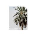 Picture of Canary Palm _GroupedProduct_Rectangle_Portrait_Photography _GroupedProduct_Rectangle_Portrait_Unframed_Print_Only_