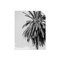 Picture of Canary Palm _GroupedProduct_Rectangle_Portrait_Photography _GroupedProduct_Rectangle_Portrait_Unframed_Print_Only_