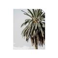 Picture of Canary Palm _GroupedProduct_Rectangle_Portrait_Photography _GroupedProduct_Rectangle_Portrait_Unframed_Print_Only_