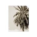 Picture of Canary Palm _GroupedProduct_Rectangle_Portrait_Photography _GroupedProduct_Rectangle_Portrait_Unframed_Print_Only_