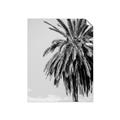 Picture of Canary Palm _GroupedProduct_Rectangle_Portrait_Photography _GroupedProduct_Rectangle_Portrait_Unframed_Print_Only_