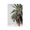 Picture of Canary Palm _GroupedProduct_Rectangle_Portrait_Photography _GroupedProduct_Rectangle_Portrait_Unframed_Print_Only_