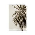 Picture of Canary Palm _GroupedProduct_Rectangle_Portrait_Photography _GroupedProduct_Rectangle_Portrait_Unframed_Print_Only_