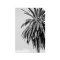Picture of Canary Palm _GroupedProduct_Rectangle_Portrait_Photography _GroupedProduct_Rectangle_Portrait_Unframed_Print_Only_