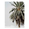 Picture of Canary Palm _GroupedProduct_Rectangle_Portrait_Photography _GroupedProduct_Rectangle_Portrait_Unframed_Print_Only_