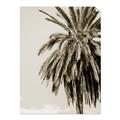 Picture of Canary Palm _GroupedProduct_Rectangle_Portrait_Photography _GroupedProduct_Rectangle_Portrait_Unframed_Print_Only_