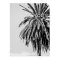 Picture of Canary Palm _GroupedProduct_Rectangle_Portrait_Photography _GroupedProduct_Rectangle_Portrait_Unframed_Print_Only_