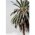 Picture of Canary Palm _GroupedProduct_Rectangle_Portrait_Photography _GroupedProduct_Rectangle_Portrait_Unframed_Print_Only_
