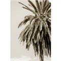 Picture of Canary Palm _GroupedProduct_Rectangle_Portrait_Photography _GroupedProduct_Rectangle_Portrait_Unframed_Print_Only_