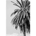 Picture of Canary Palm _GroupedProduct_Rectangle_Portrait_Photography _GroupedProduct_Rectangle_Portrait_Unframed_Print_Only_