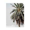 Picture of Canary Palm _GroupedProduct_Rectangle_Portrait_Photography _GroupedProduct_Rectangle_Portrait_Unframed_Print_Only_